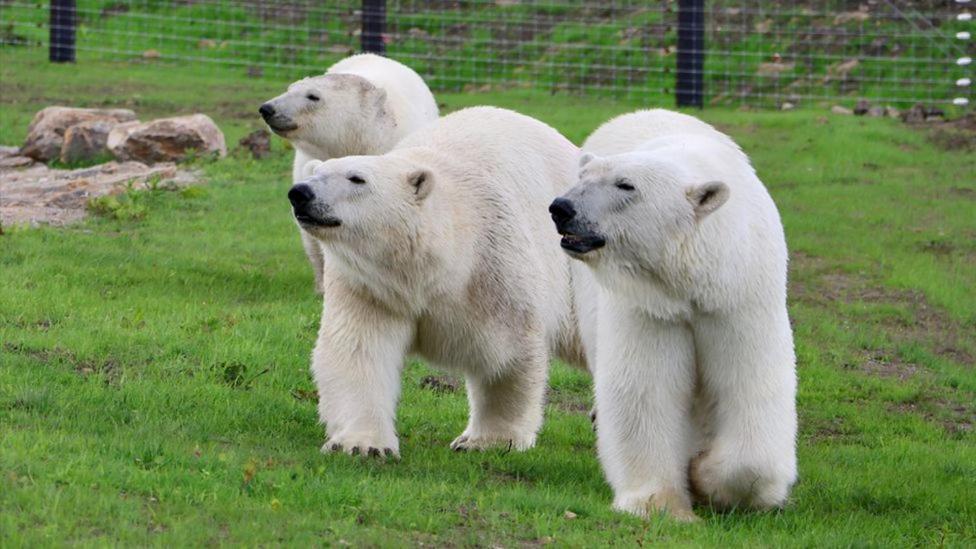 Chic 2 Bed Peak District Cottage Barn Near Alton Towers, Polar Bears, Chatsworth House Leek Ngoại thất bức ảnh