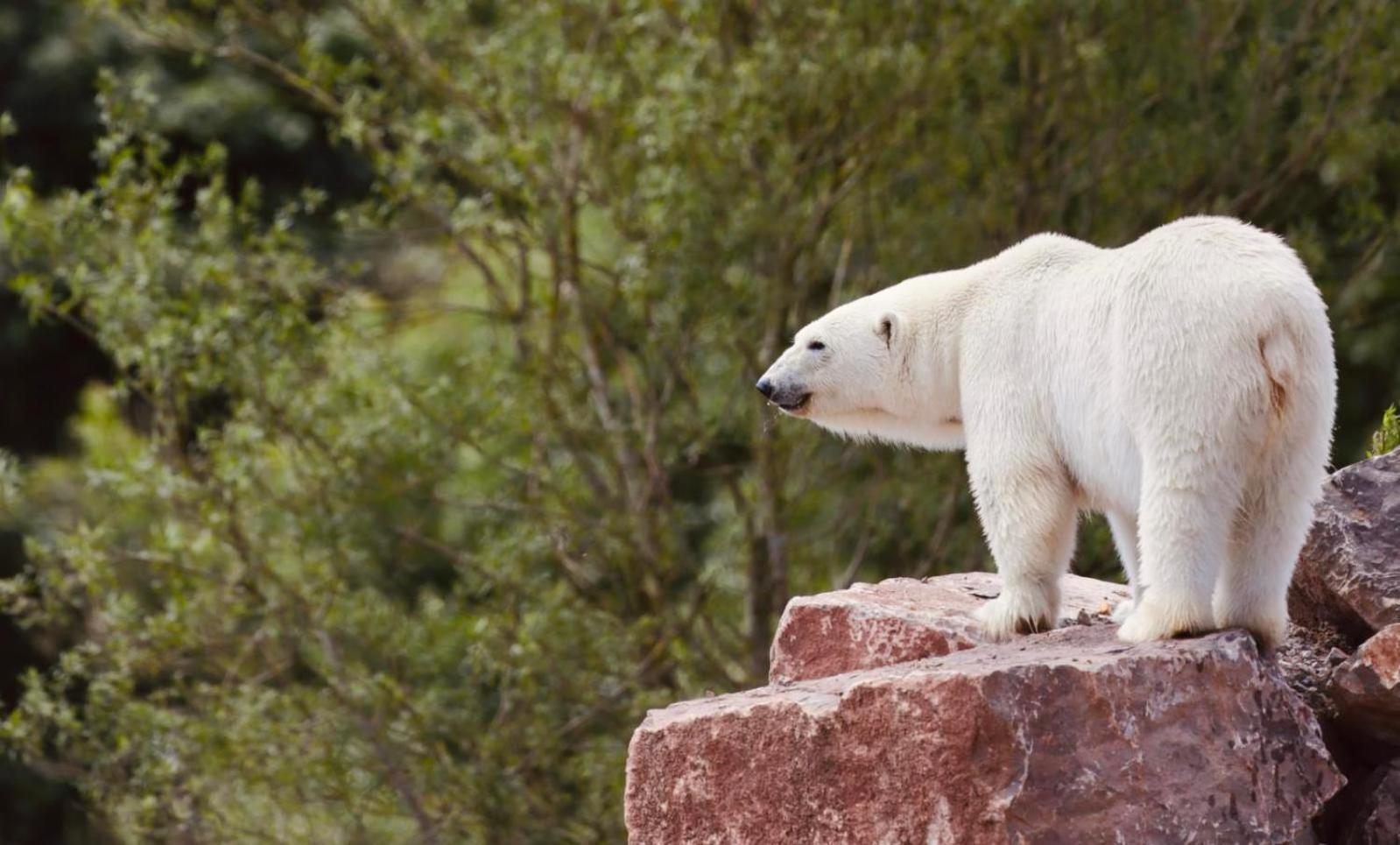 Chic 2 Bed Peak District Cottage Barn Near Alton Towers, Polar Bears, Chatsworth House Leek Ngoại thất bức ảnh